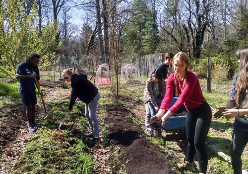 First-year writing students work in one of UNCA's community gardens.